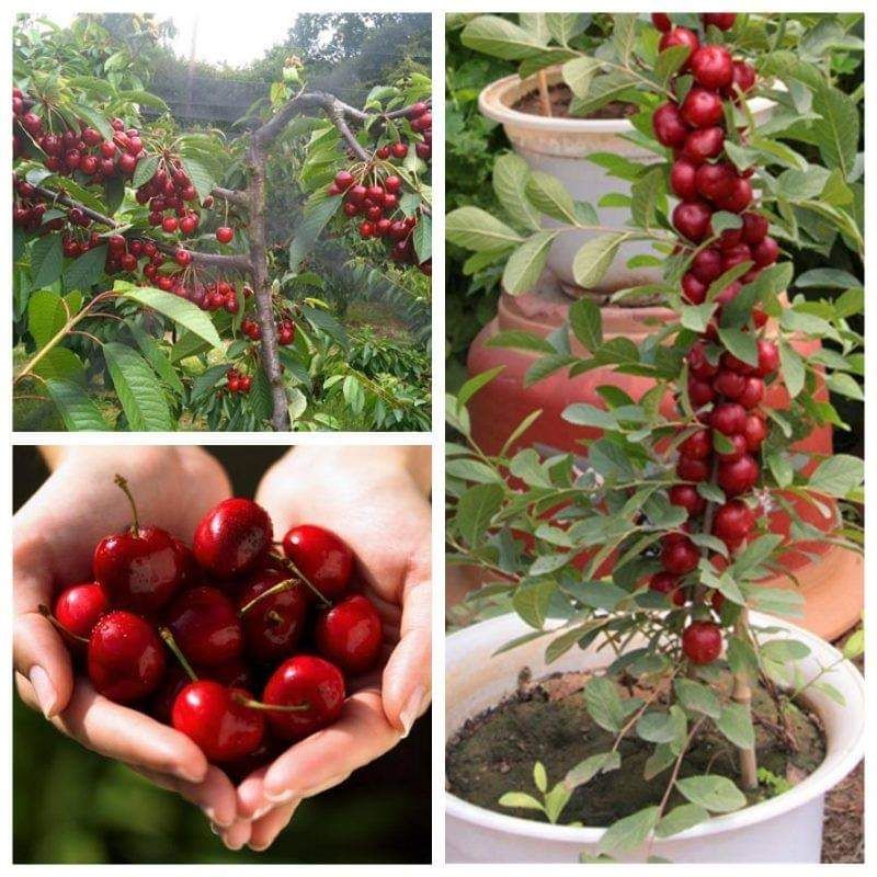 Cây giống cherry mỹ