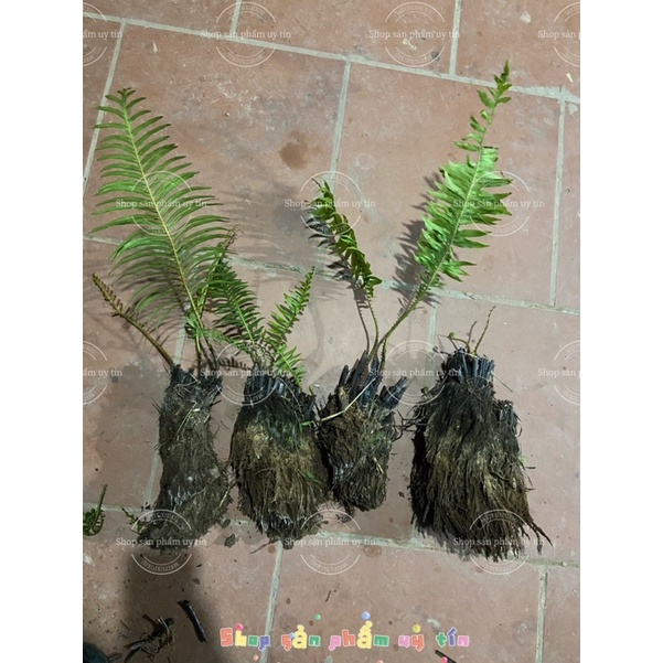 dương xỉ  thân gỗ (cây giống bao sống)