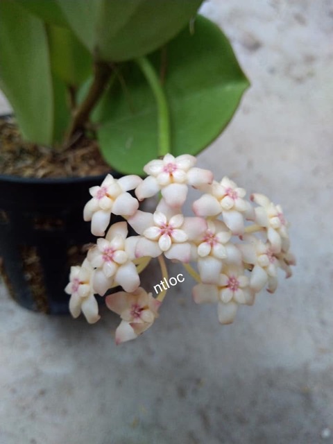 Lan cẩm cù nhiều màu mua