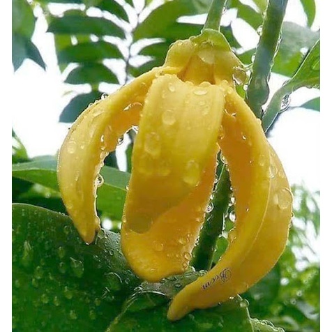 Cây hoa dẻ vàng, hoa thơm, cây cao 80cm- 1m