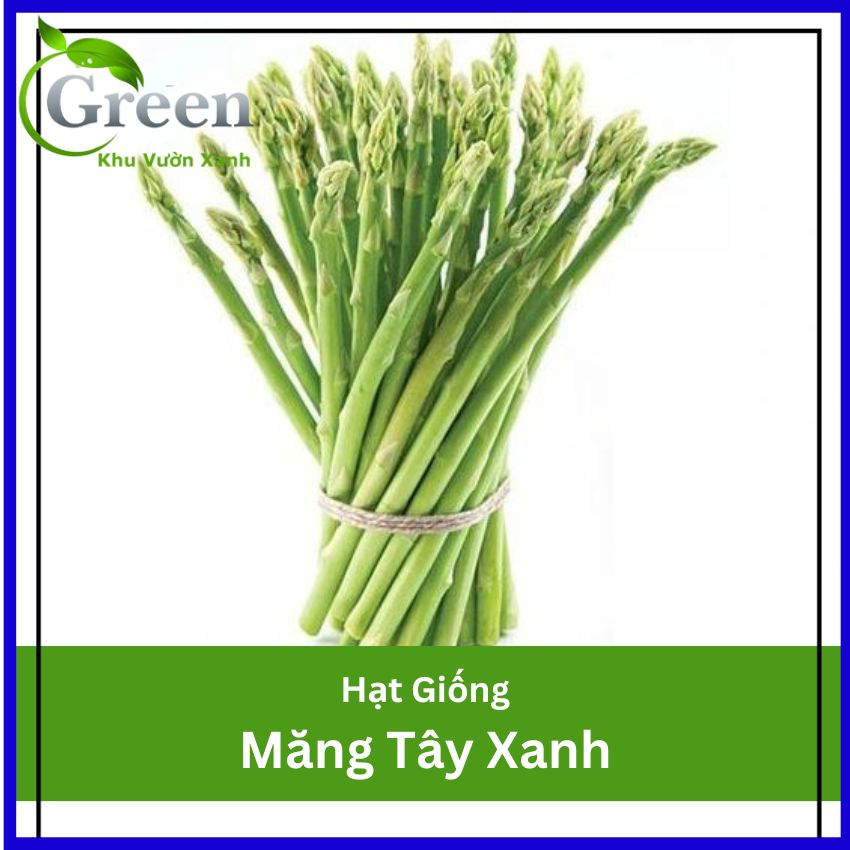 Hạt Giống Măng Tây Xanh Nảy Mầm Cao