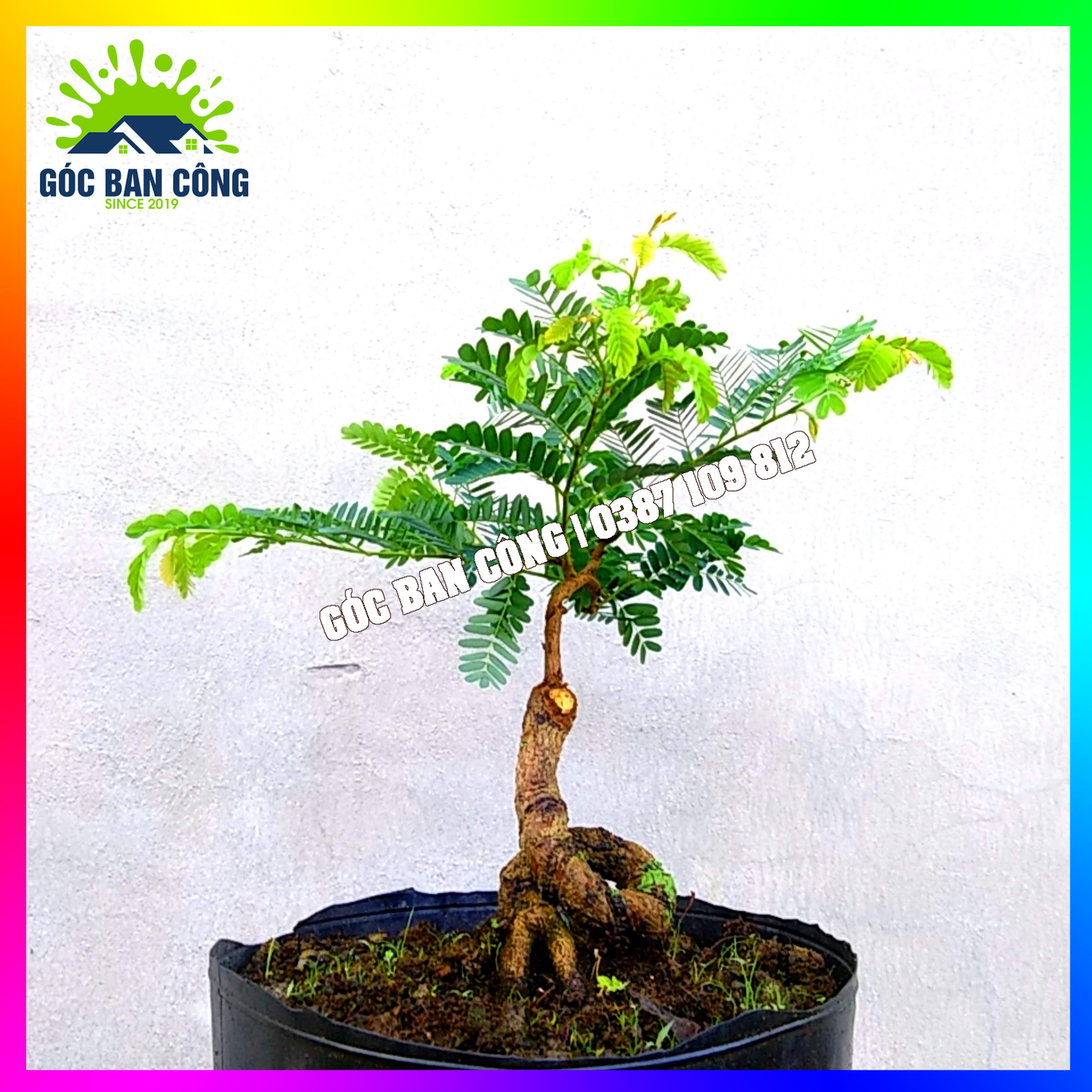 Cây Me Bonsai Mini - MCBS02
