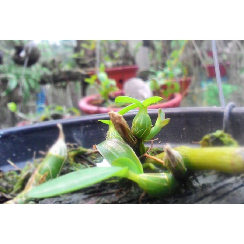 Growmore 30-10-10 Foliar Fertilizer (Promotes Budding, Green Leaves, and Thick Stems)