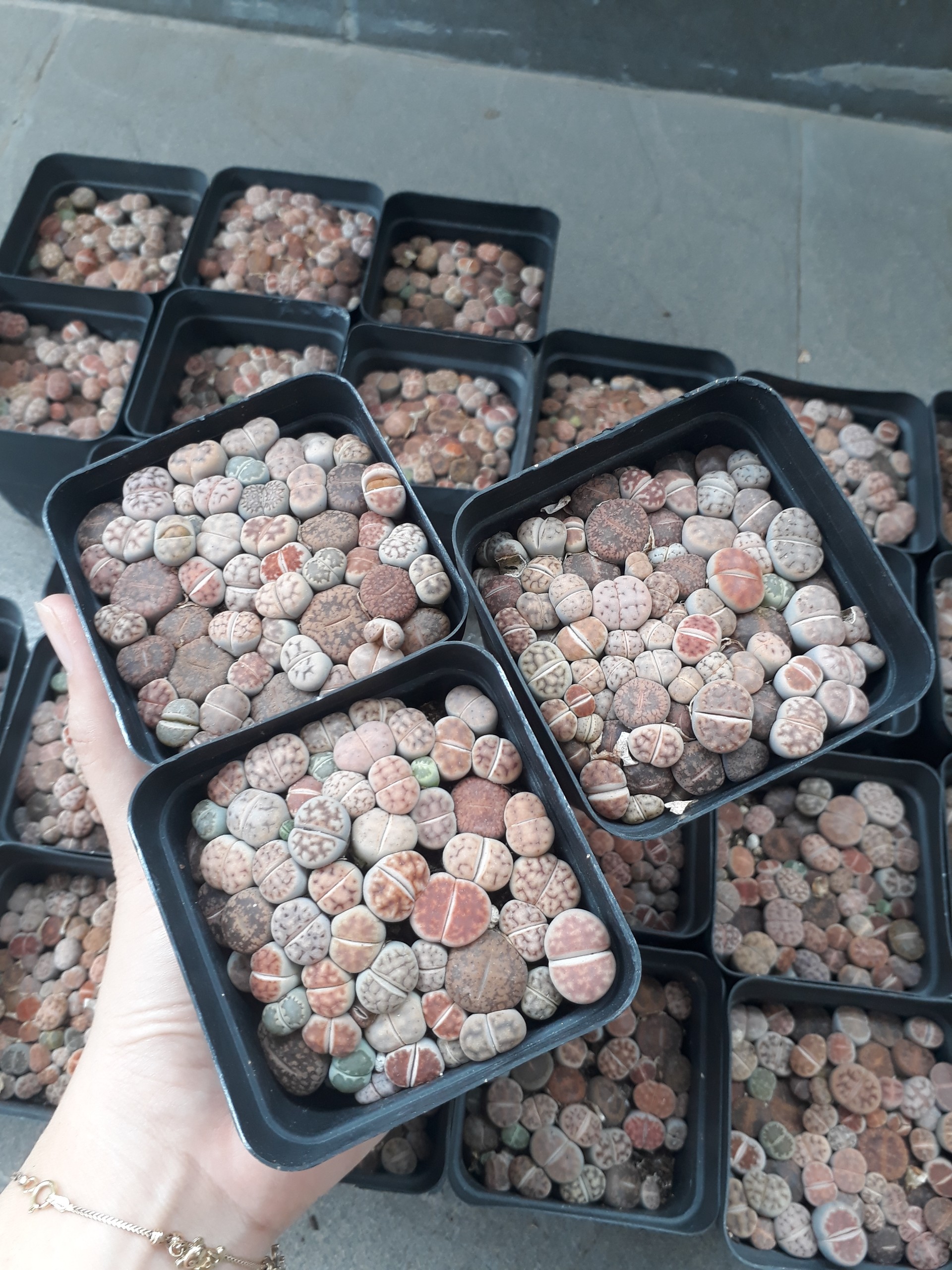 Sen Mông Baby Mix Nhiều Màu Chậu 7cm (Sen Mông/Lithops/Thạch Lan)