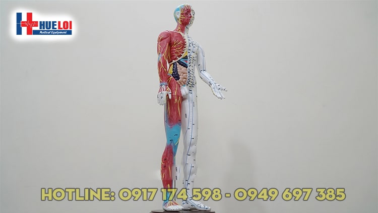 Mô hình huyệt vị người 65cm