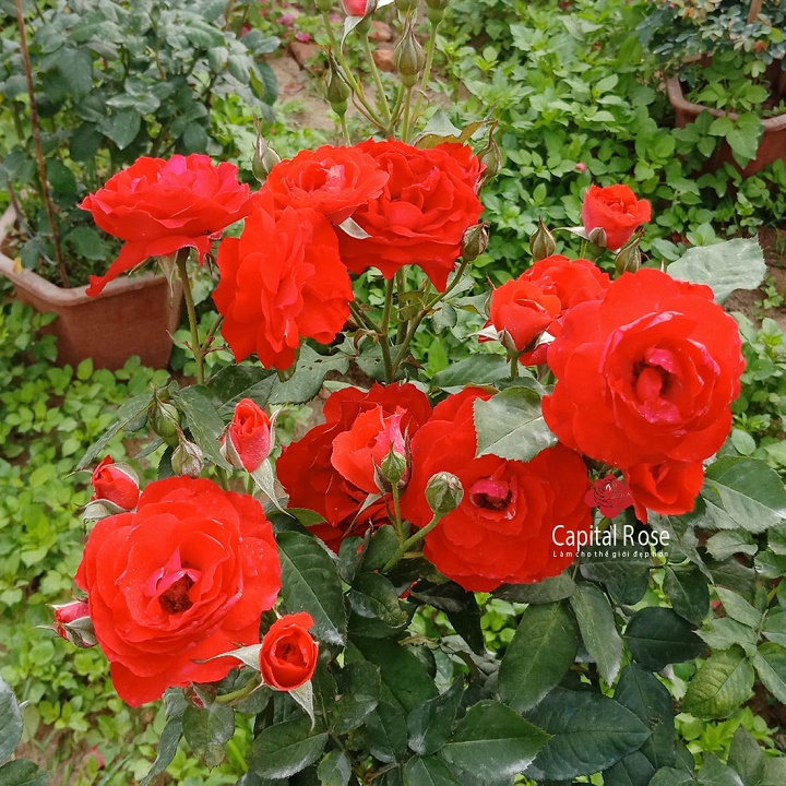 CHẬU HOA HỒNG TỐ NỮ, CÂY ĐANG NỤ