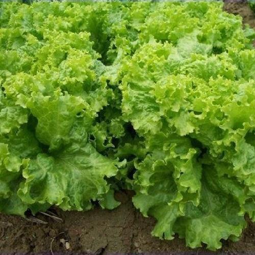 Túi Hạt Giống Rau Xà Lách Dún Vàng F1. Túi 10 Gram. Chất Lượng Cao - Kèm Quà Tặng