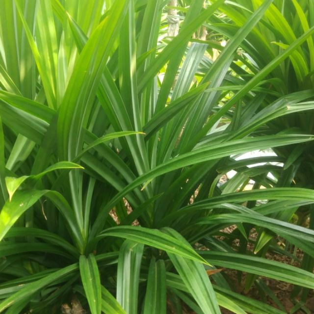 1kg LÁ NẾP THƠM (LÁ DỨA THƠM ) tươi sạch nhà trồng