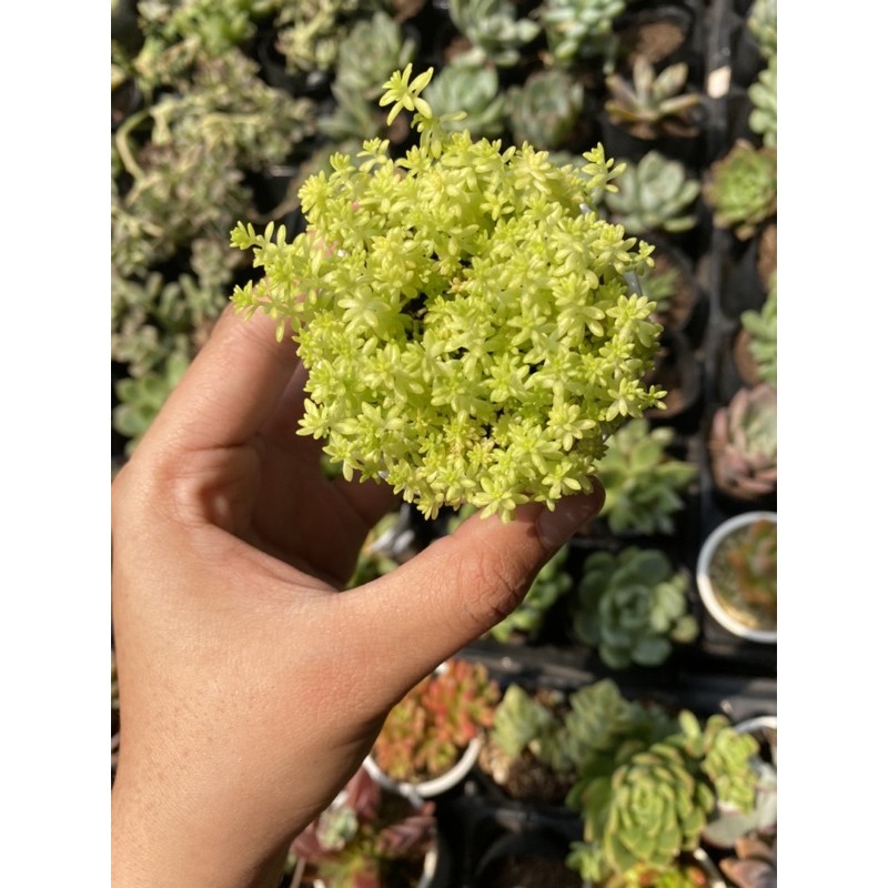 Sen đá Sedum vàng 5cm