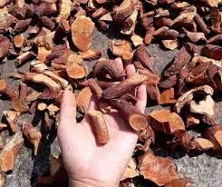 1 BỊCH RỄ CÂY MÚ TỪN KHÔ, HÀNG CHỌN LOẠI 1, CAM KẾT CHẤT LƯỢNG