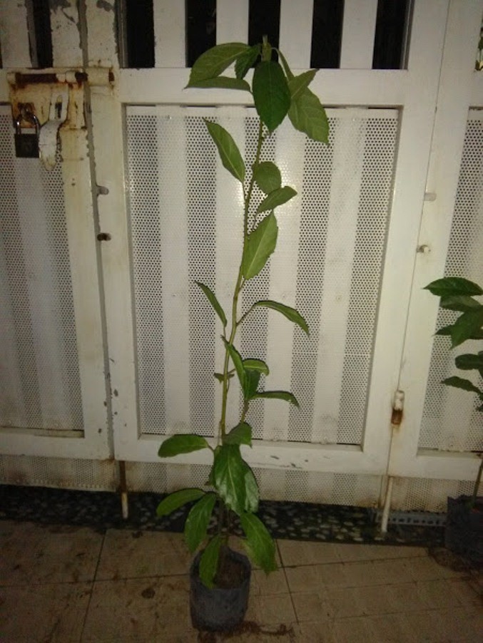 Cây sung giống - chiều cao khoảng 80cm