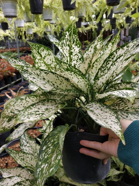 [Cây phong thủy] Cây Ngọc Ngân - có ý nghĩa mang đến sự may mắn tài lộc - CayGiongTot