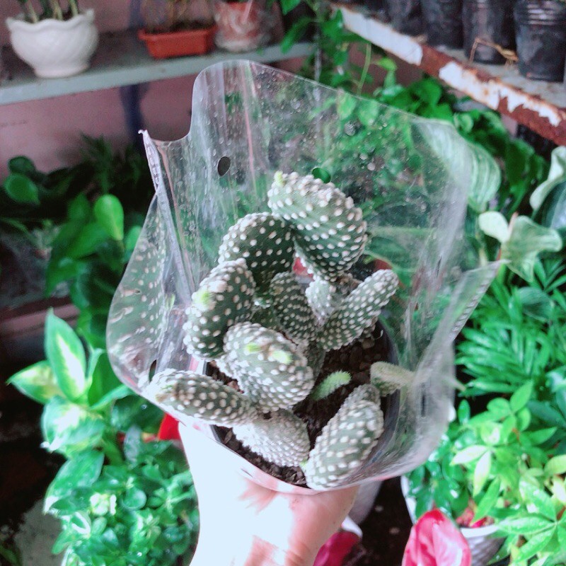 [HCM]Xương Rồng Tai Thỏ Trắng