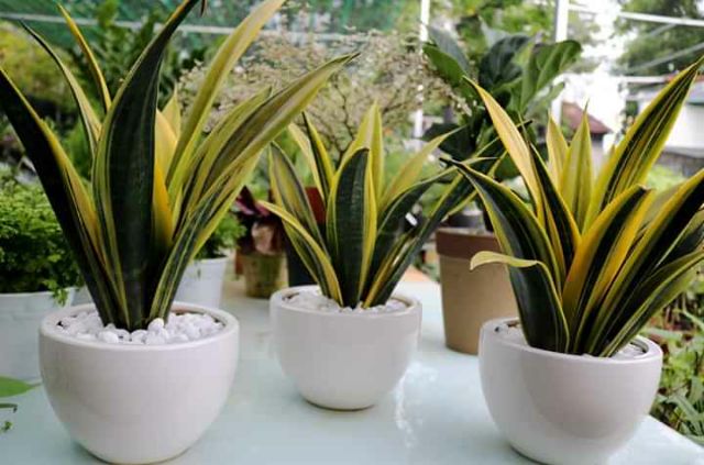 Lưỡi hổ Hoàng Kim
