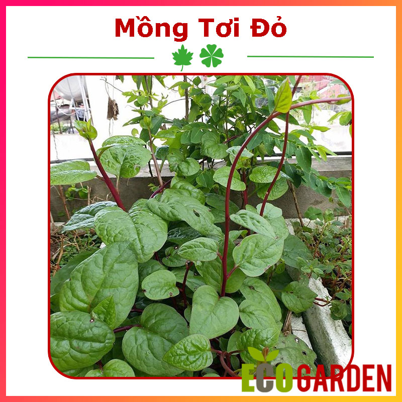 Hạt giống rau mồng tơi đỏ