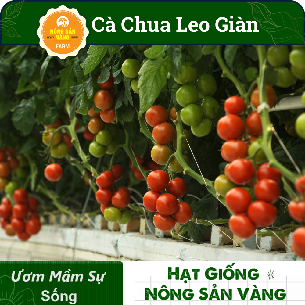 Hạt giống Cà Chua Leo Giàn, Năng Suất Cao( Gói 20 Hạt ) - Nông Sản Vàng