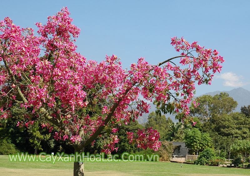 CÂY GIỐNG HOA MỸNHÂN ( Cây Gạo Hồng)