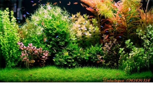 CỐT NỀN THUỶ SINH VŨ AQUA