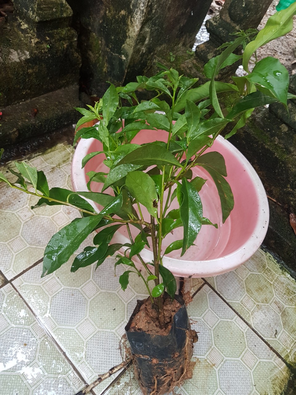 Hoa Nhài Nhật