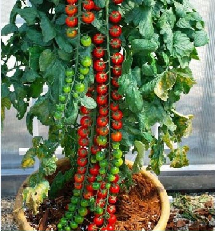 Hạt giống cà chua bi dây cherry đỏ - gói 30 hạt