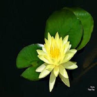 Củ hoa súng Thái nhiều màu