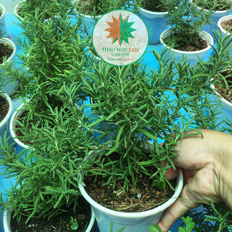 Chậu cây Hương Thảo (Rosemary), Size nhỏ cao 15-18cm - Hương Thảo được shop trồng tại vườn ở Cam Ranh