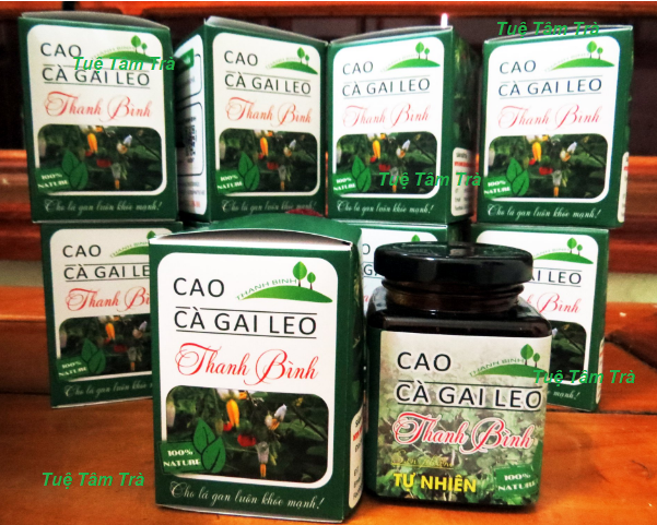 Cao cà gai leo Thanh Bình