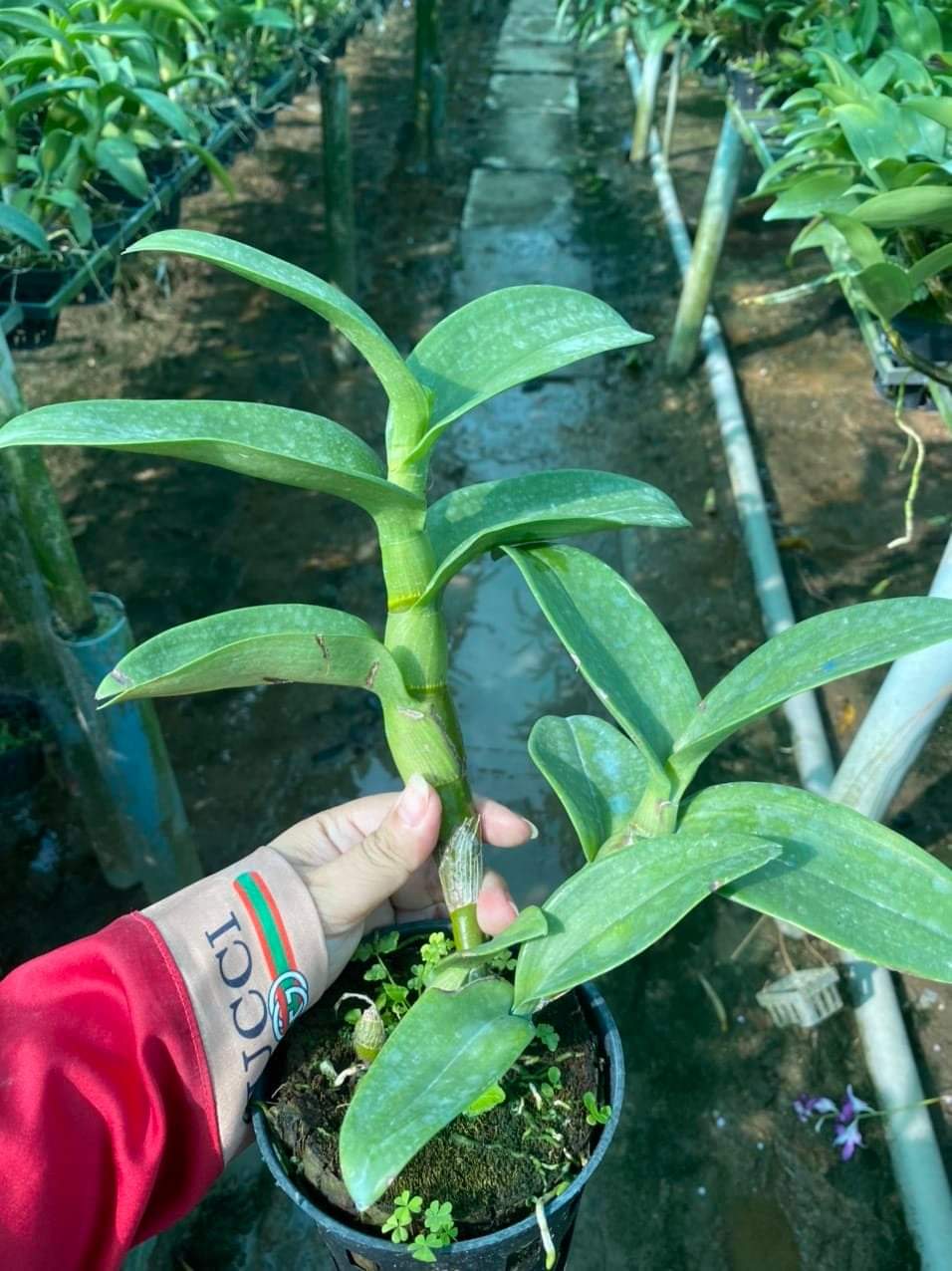 HOA LAN THỎ BAN MAI