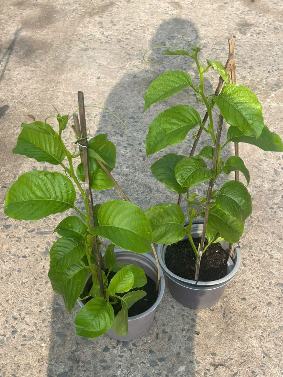 Chậu cây giống dưa tây