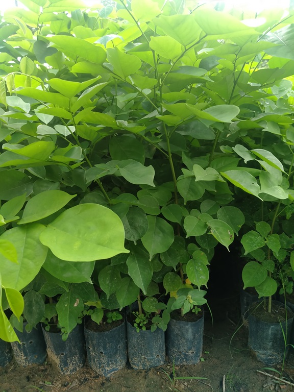 Combo 7 cây giáng hương