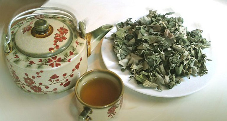 Cây vối nếp giống