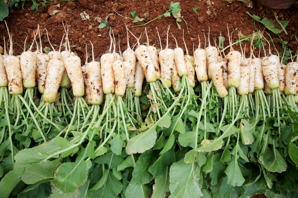 Hạt Giống Củ Cải Altari Hàn Quốc