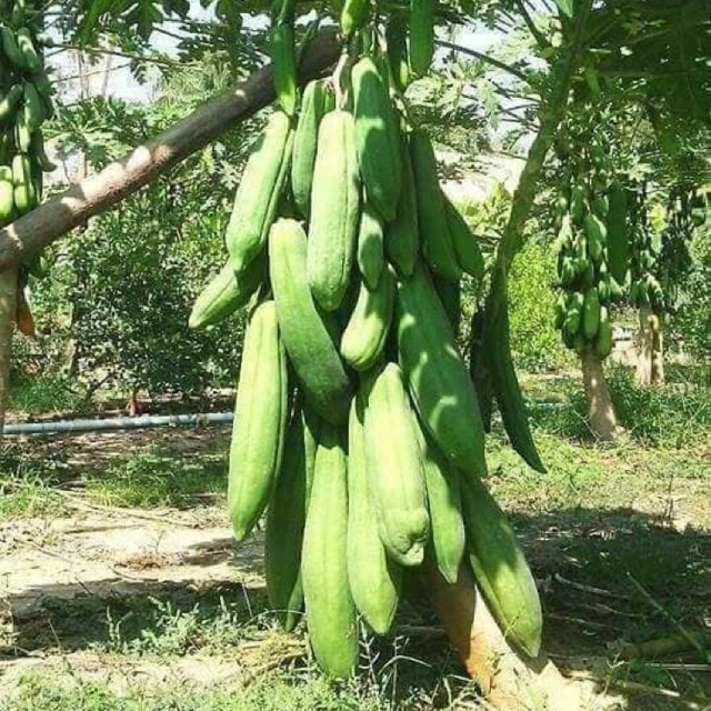 Hạt Giống Đu Đủ Punket Thái Lan