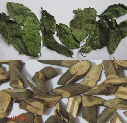 CÂY XẠ ĐEN KHÔ GIÚP TIÊU ĐỘC, PHÒNG UNG THƯ 1KG