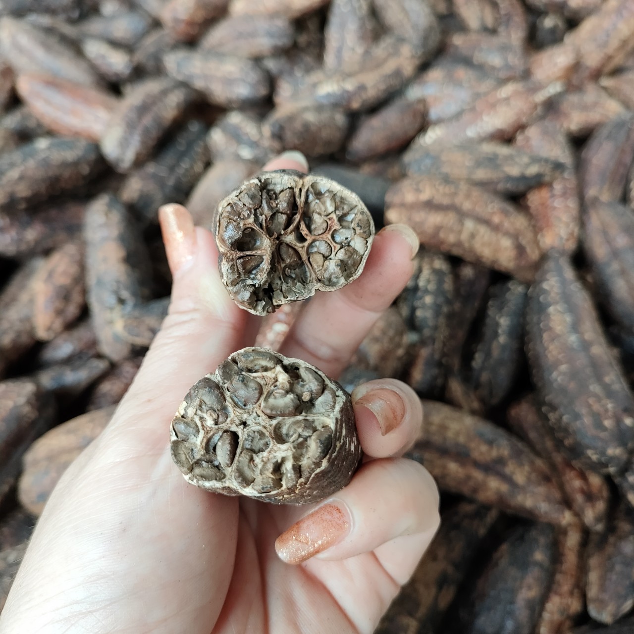 Sâm cau đỏ tây bắc