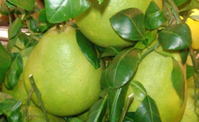 Cây BƯỞI NĂM ROI