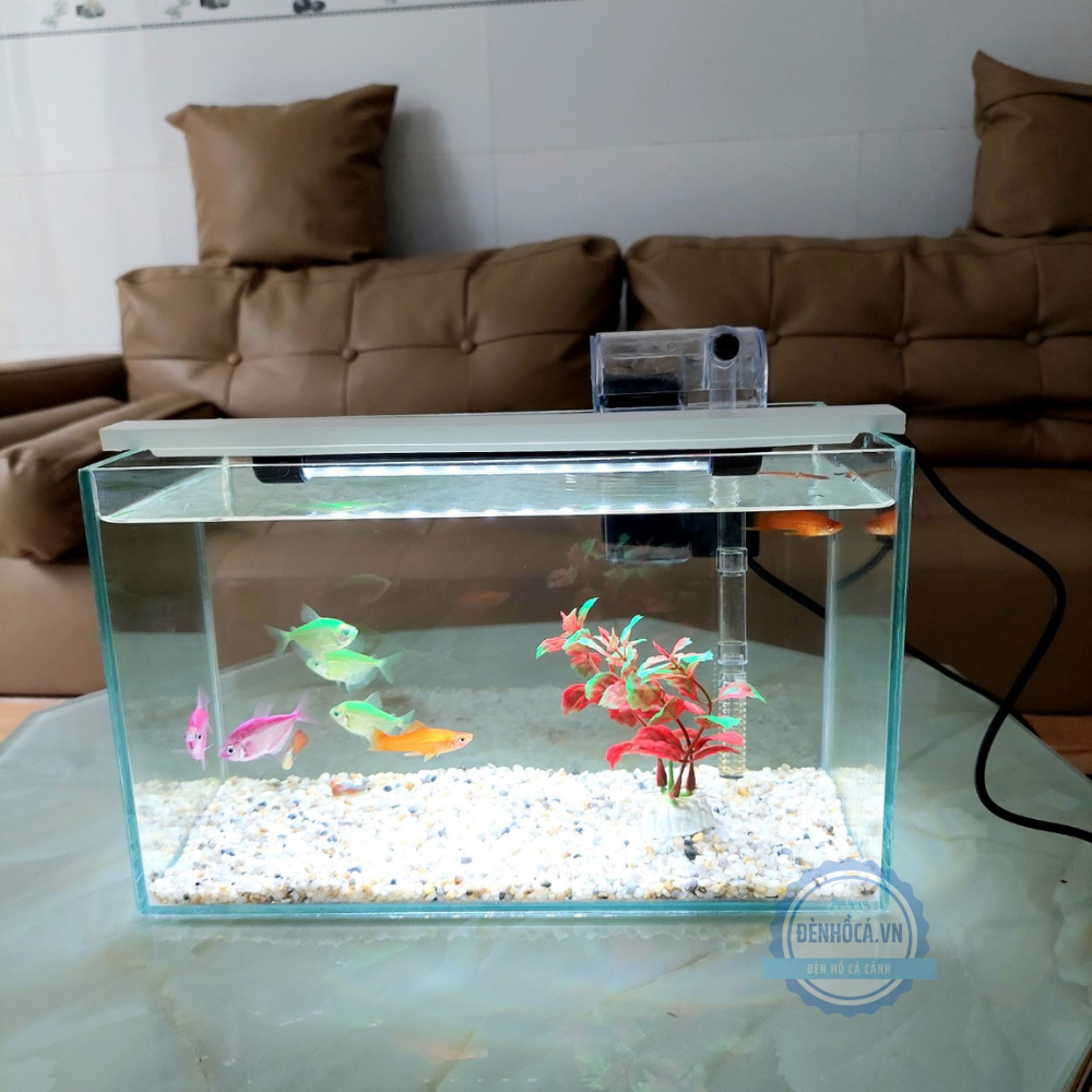 Bể cá mini 30cm COMBO đầy đủ phụ kiện