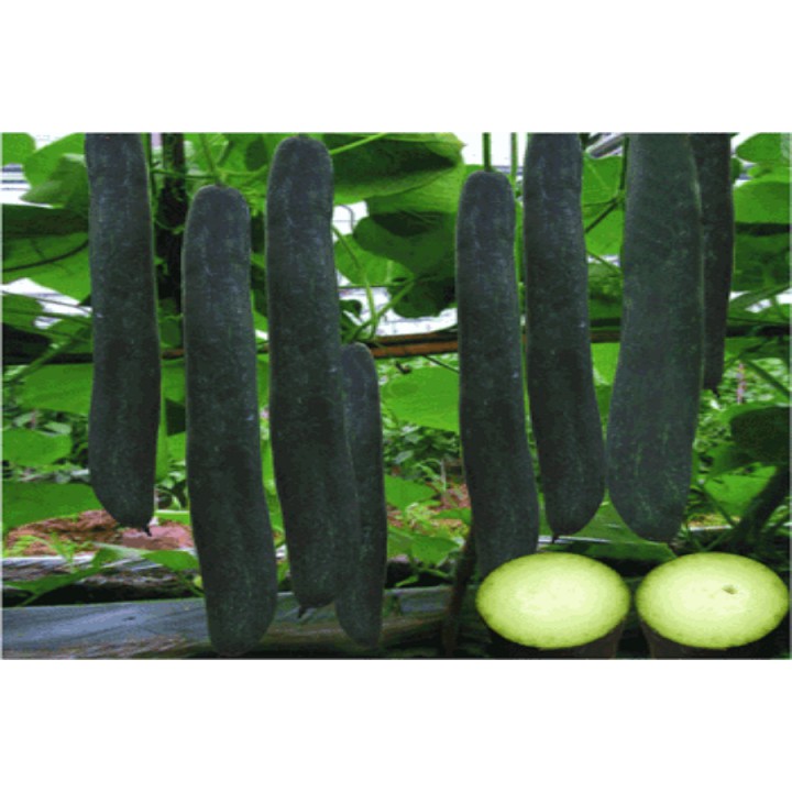 HẠT GIỐNG BÍ SẶT CAO SẢN GÓI 2 GRAM