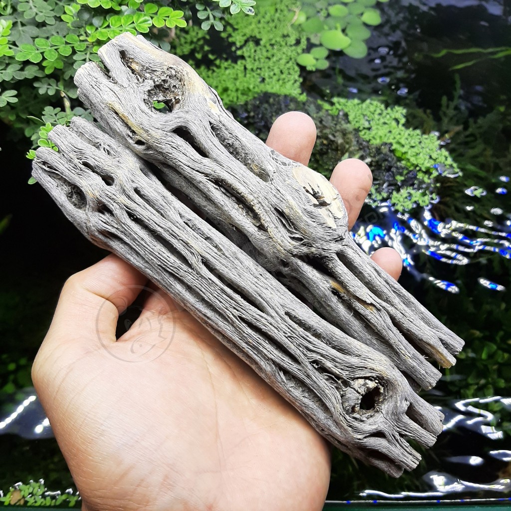 Lũa Cholla Staghorn Cactus Wood Xương Rồng Nhỏ Trang Trí Bể Tép Ngăn Ngừa Bệnh