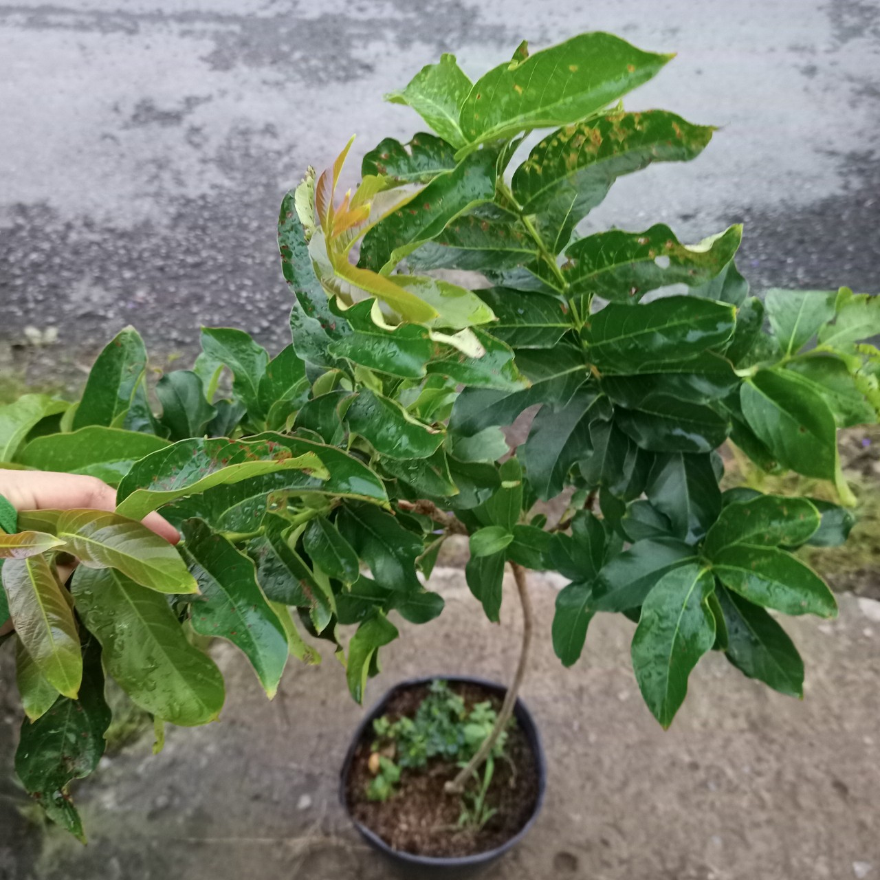 Cây bằng lăng thái trồng chậu C10