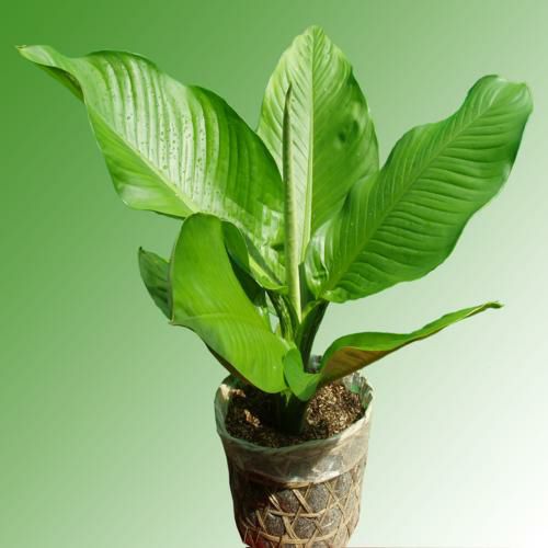 CÂY ĐẠI TỶ PHÚ
