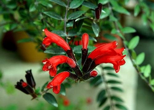 Chậu cây giống hoa lan son môi đỏ kèm chậu treo như hình - Lipstick Plant - Aeschynanthus lobbiana