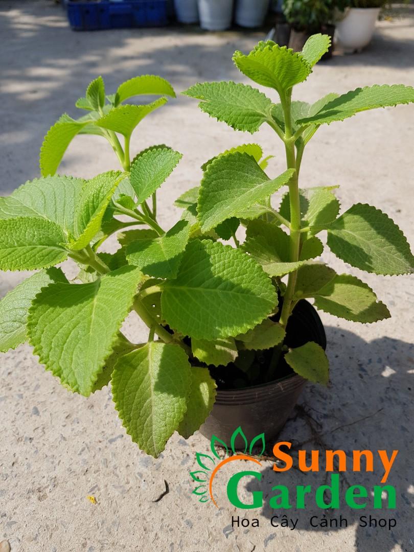 RAU TẦN DÀY LÁ - CÂY HÚNG CHANH