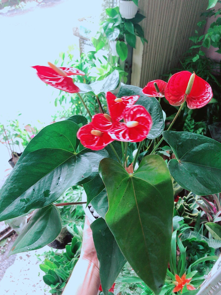 [HCM]Chậu Cây Hồng Môn