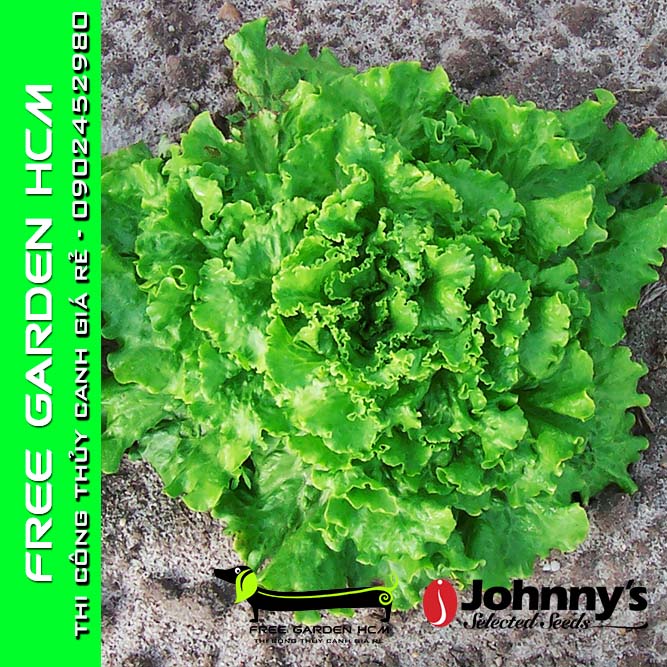 COMBO 200 HẠT GIỐNG XÀ LÁCH BỌC MEN STARFIGHTER – Johnny’s Seed – Mỹ