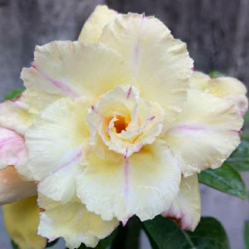 15 hạt sứ thái cánh kép trộn nhiều màu.