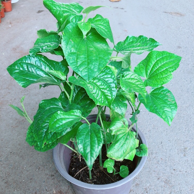 Cây lá lốt