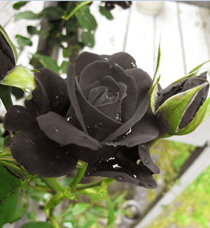 "Gói 20 Hạt " Hạt giống hoa hồng đen