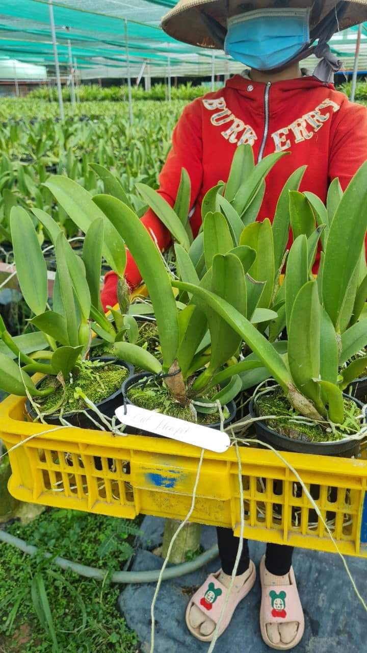 Hoa lan Cattleya Plonpit chậu trưởng thành, nhiều thân