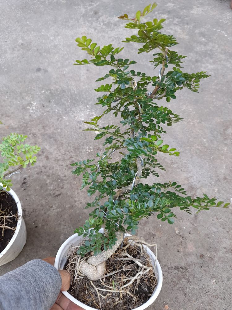 Chậu cây bonsai mini cần thăng